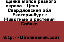 щенки мопса разного окраса › Цена ­ 20 000 - Свердловская обл., Екатеринбург г. Животные и растения » Собаки   
